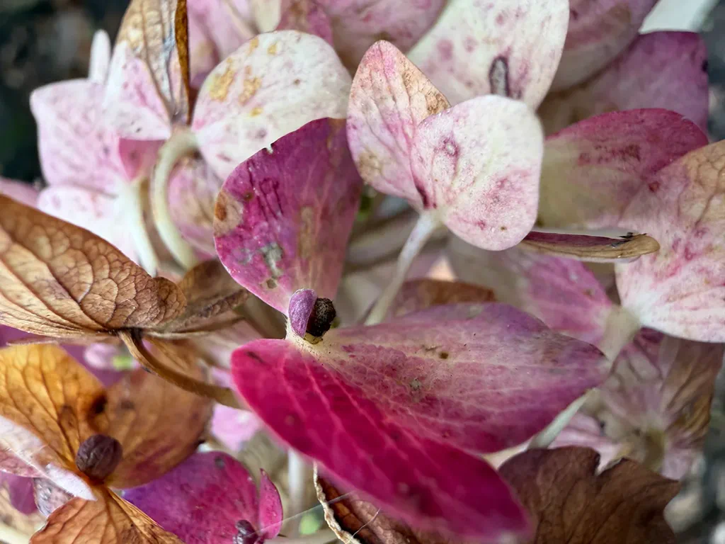 Nahaufnahme verblühender Hortensienblüten in Rosa und Kupfer